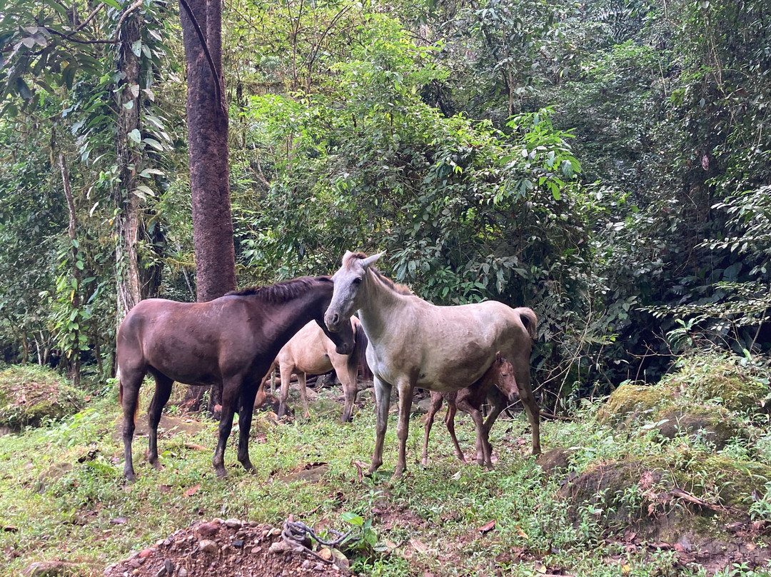 Rambala Jungle Lodge Panama