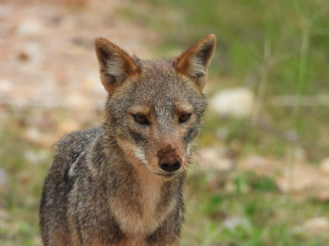 Lunugamvehera National Park By Wild Trails Safari景点图片