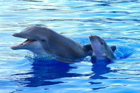 Marineland旅游景点-Marineland Dolphin Adventure