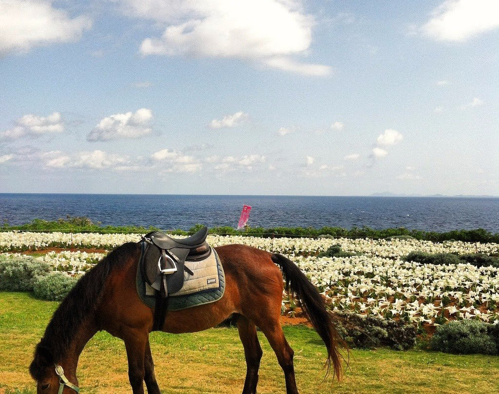 Iejima Beach Side Horse Park景点图片