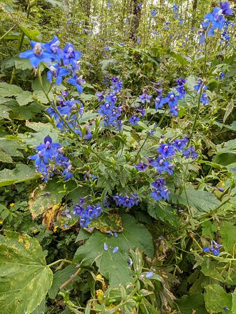 Saddle Mountain State Natural Area-锡赛德必去景点