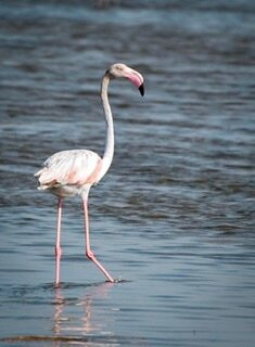 Yuvaraj boat services and bird watching景点图片