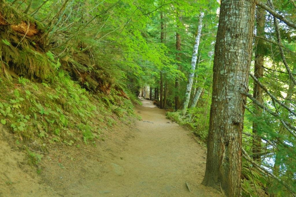 Grove of the Patriarchs景点图片