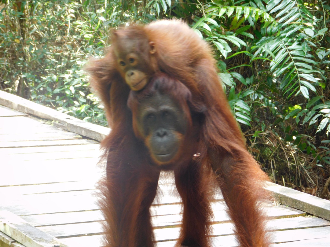 Toris Orangutan Tour景点图片