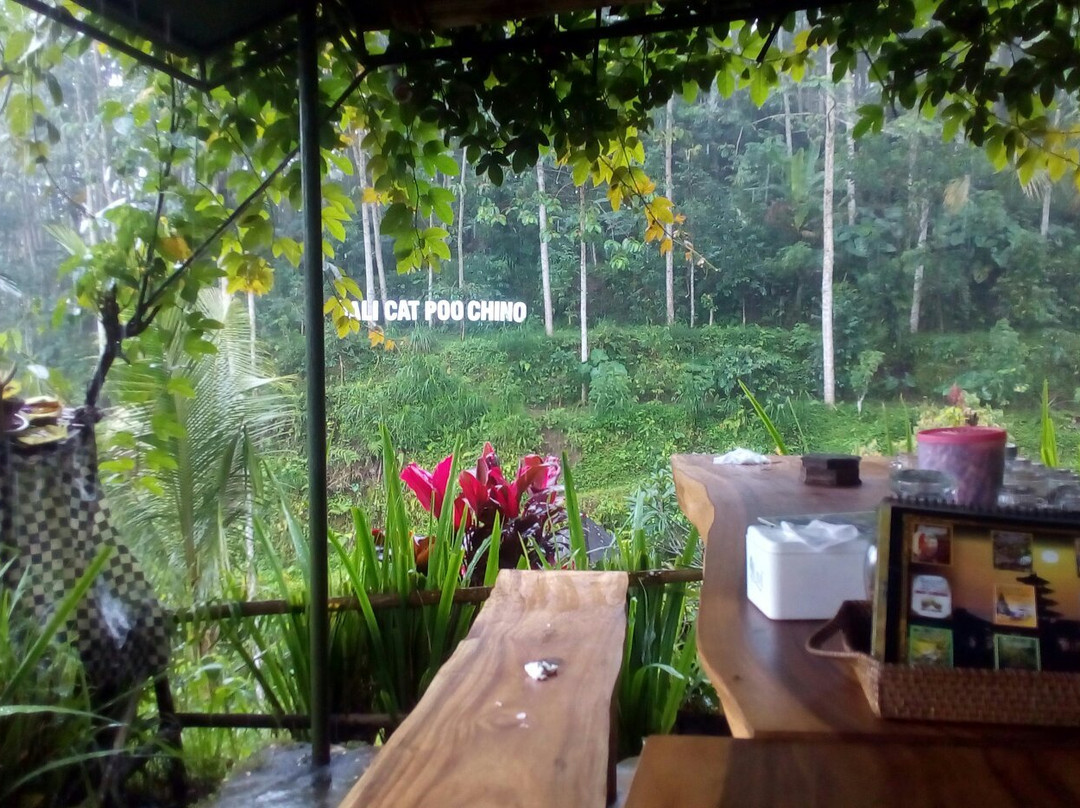 珊翠亚咖啡种植园景点图片
