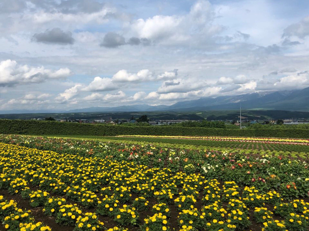 null-上富良野町