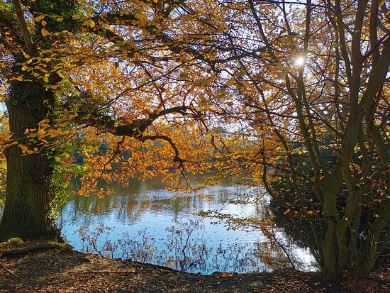 Danbury Country Park景点图片