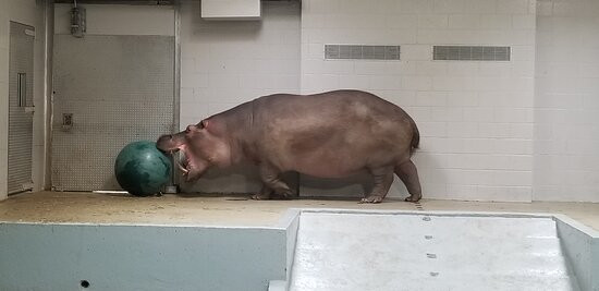 Topeka Zoo and Conservation Center-托皮卡必去景点