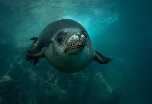 Phocea Mexico-拉巴斯必去景点