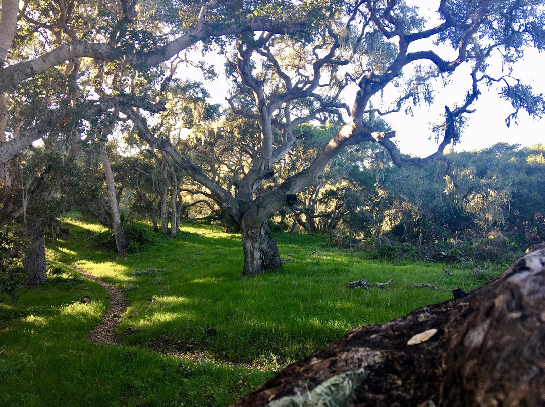 Los Osos Oaks State Reserve景点图片