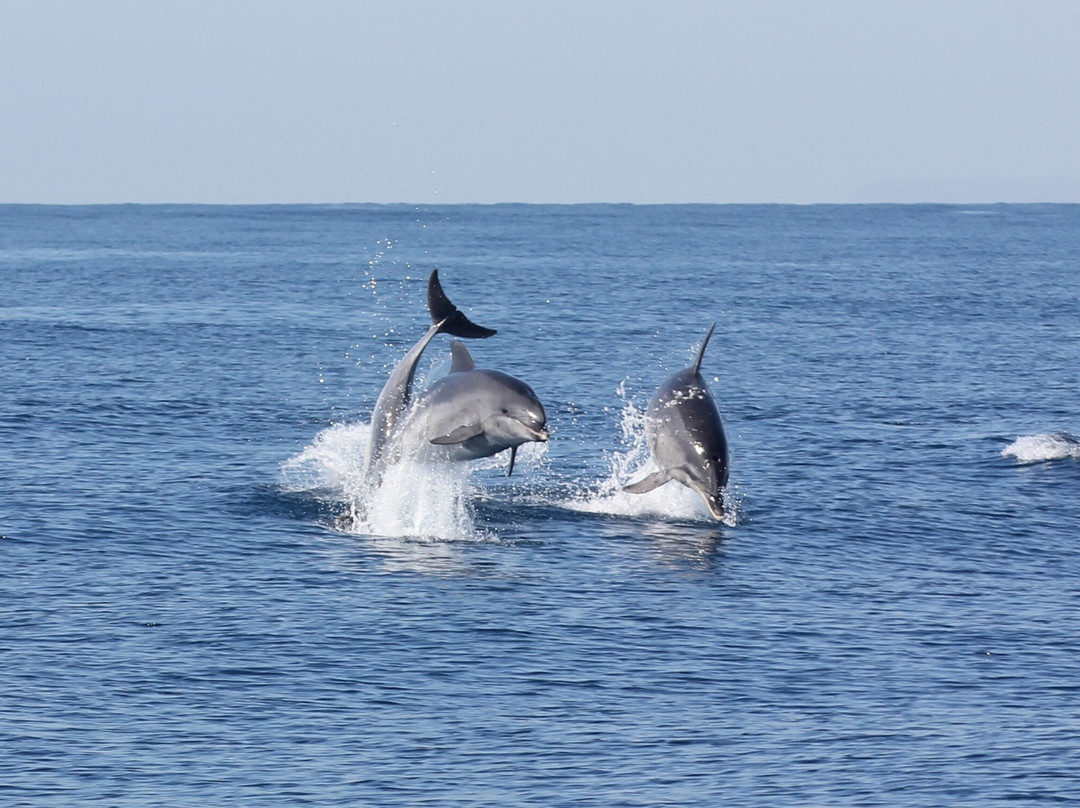 Estrecho Natura-阿尔赫西拉斯必去景点