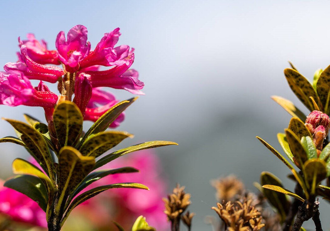 Alpengarten-利德阿尔卑必去景点