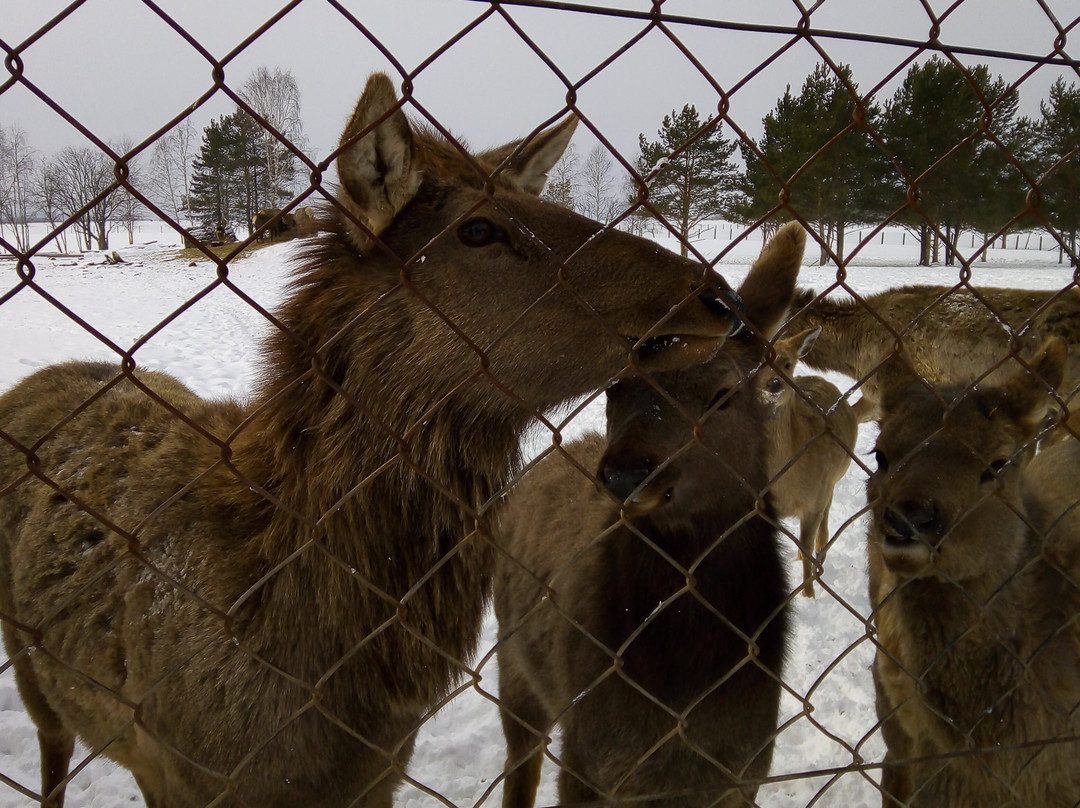 Deer Farm景点图片
