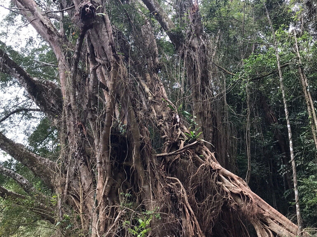 Lake Eacham Crater Lakes National Park-Lake Eacham必去景点