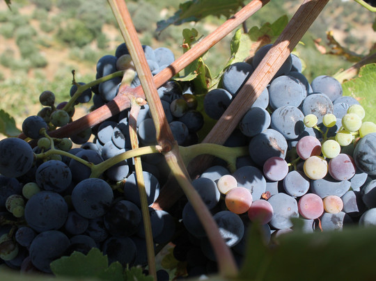 Areti Valtadorou Oinos Exerience-伊拉克利翁必去景点