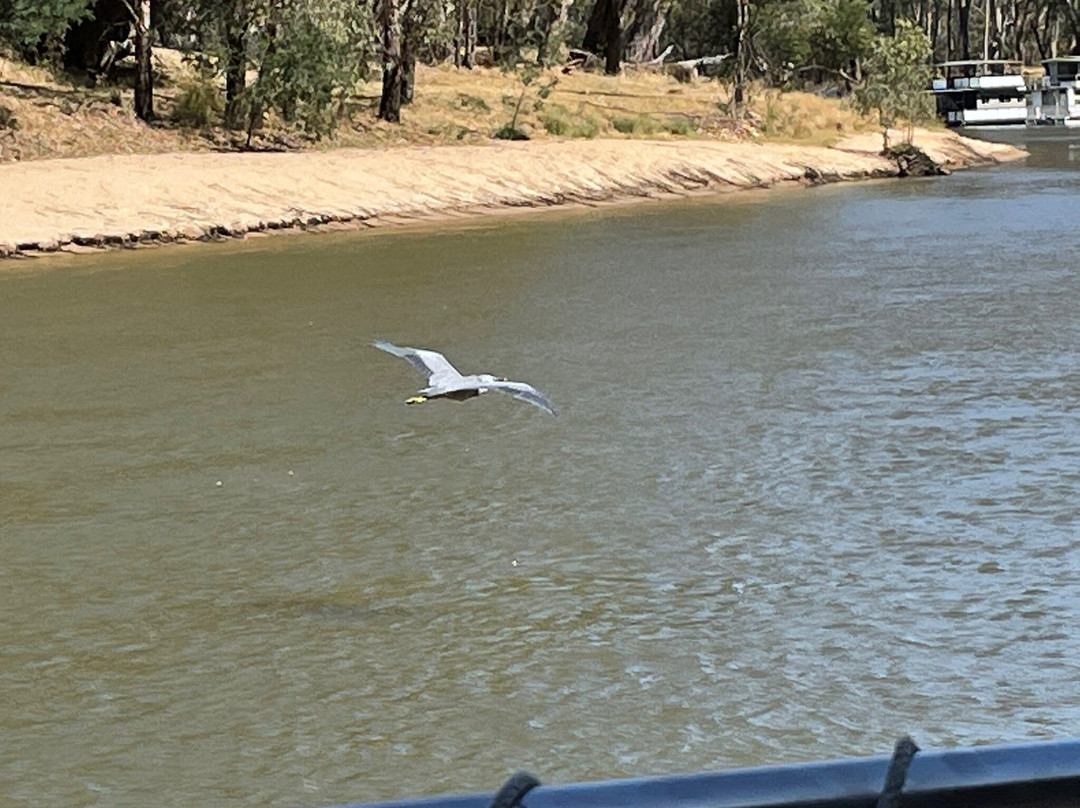 Cobba Paddleboat-Cobram必去景点