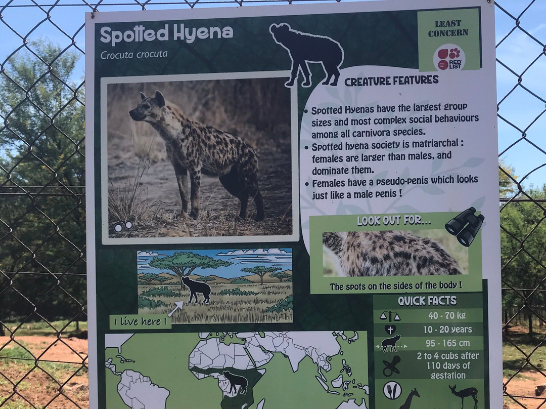 Lion Walk Safari-Brits必去景点