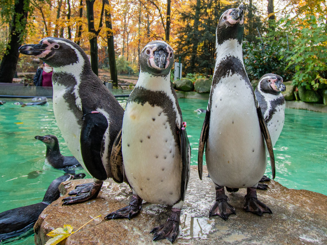 Zoo Dortmund景点图片
