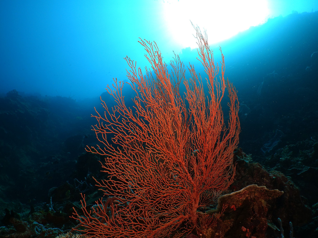 Miguel's Diving Gorontalo景点图片