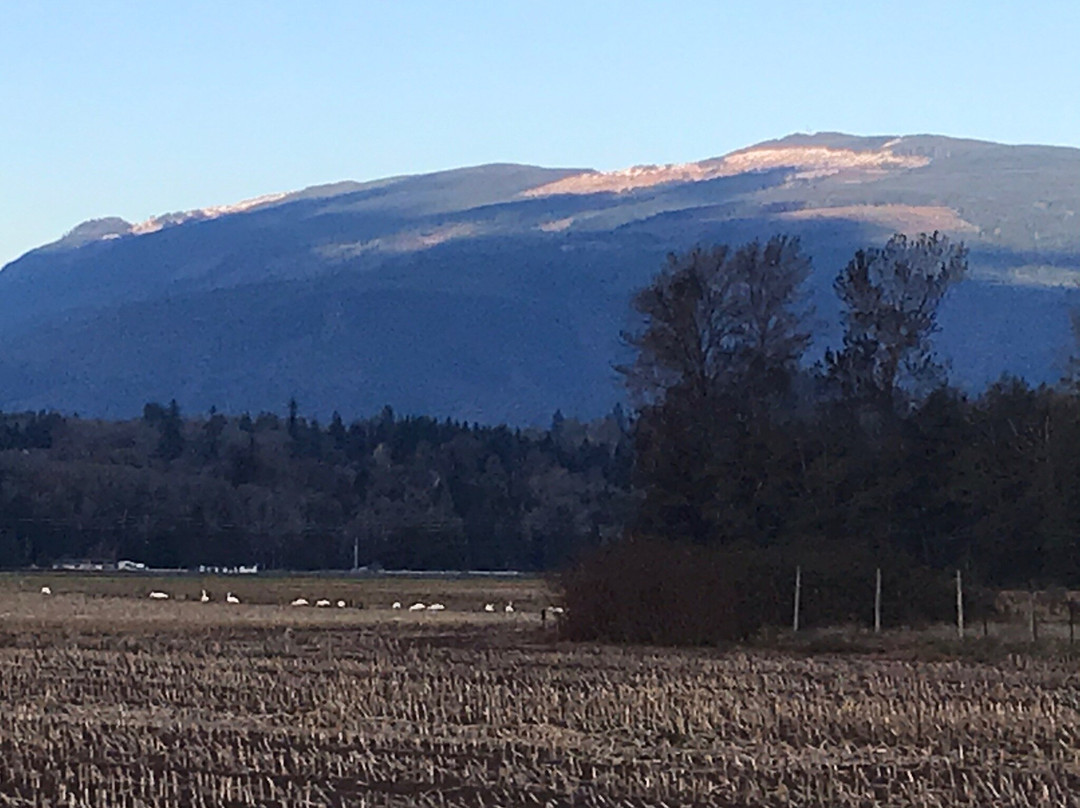 Fir Island Snow Goose Reserve-Conway必去景点