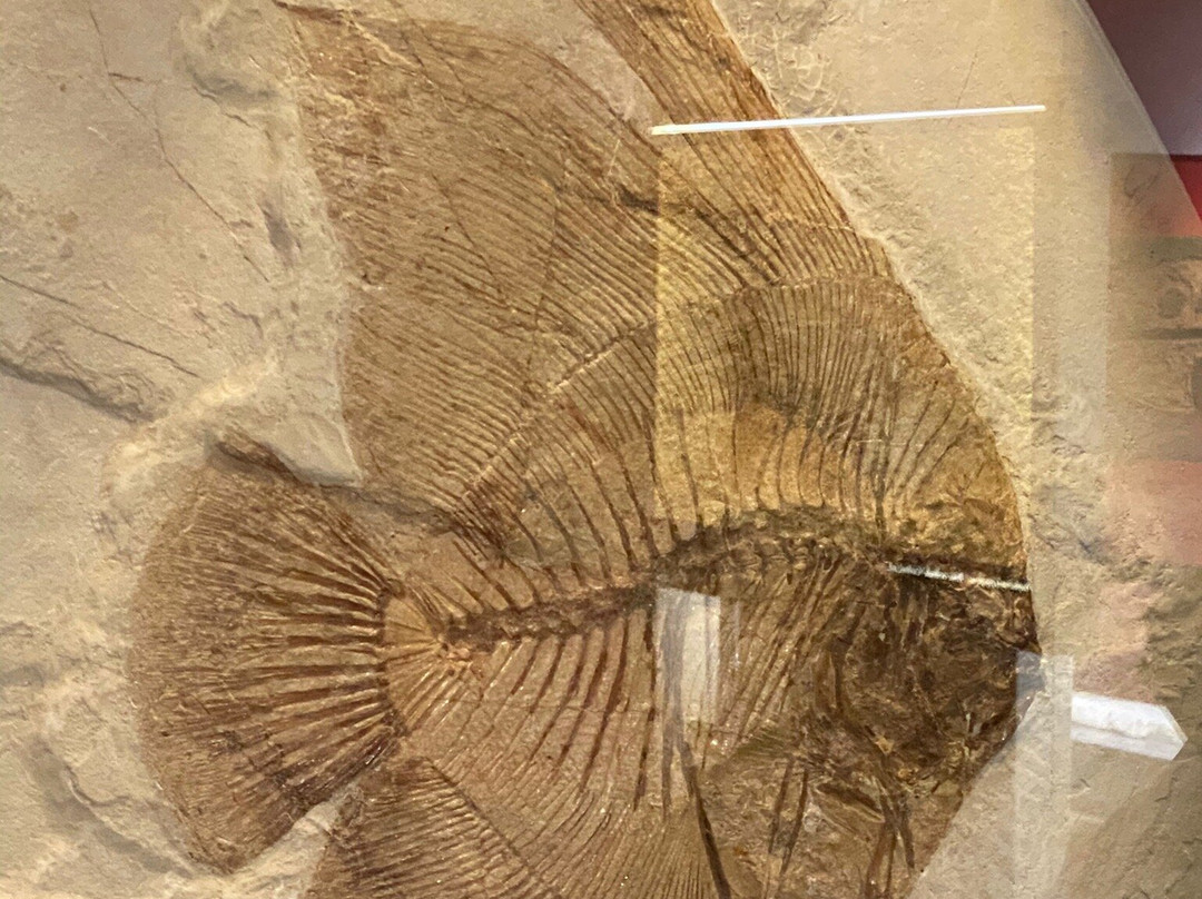 Museo dei Fossili di Bolca - Verona景点图片
