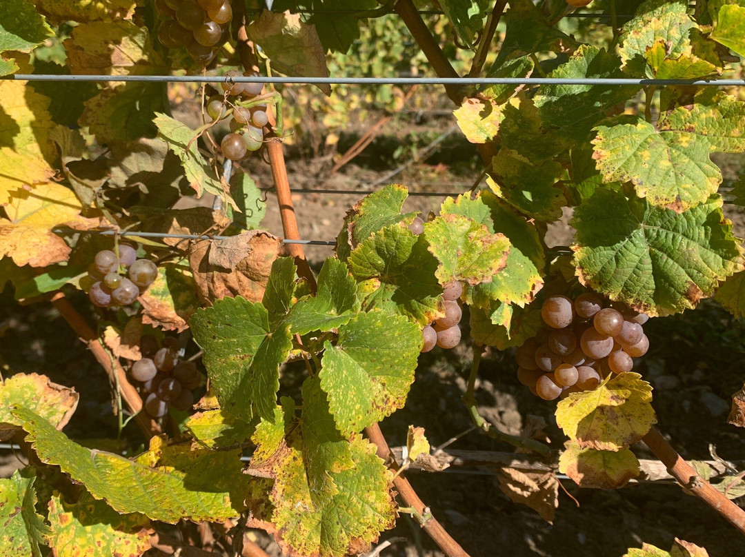 Sugarbush Vineyards景点图片