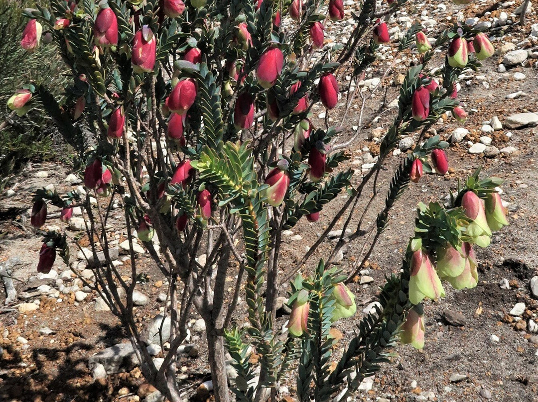 Barrens Lookout-Hopetoun必去景点