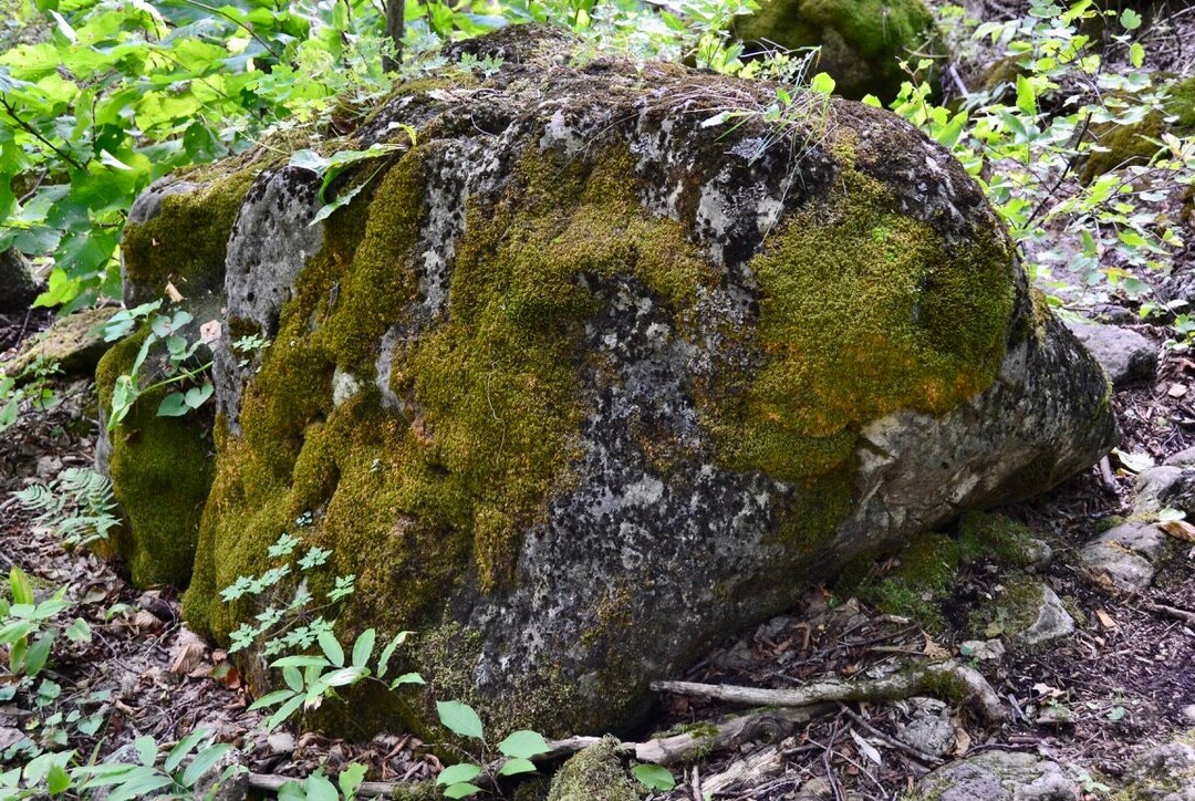 Old Baldy Conservation Area景点图片