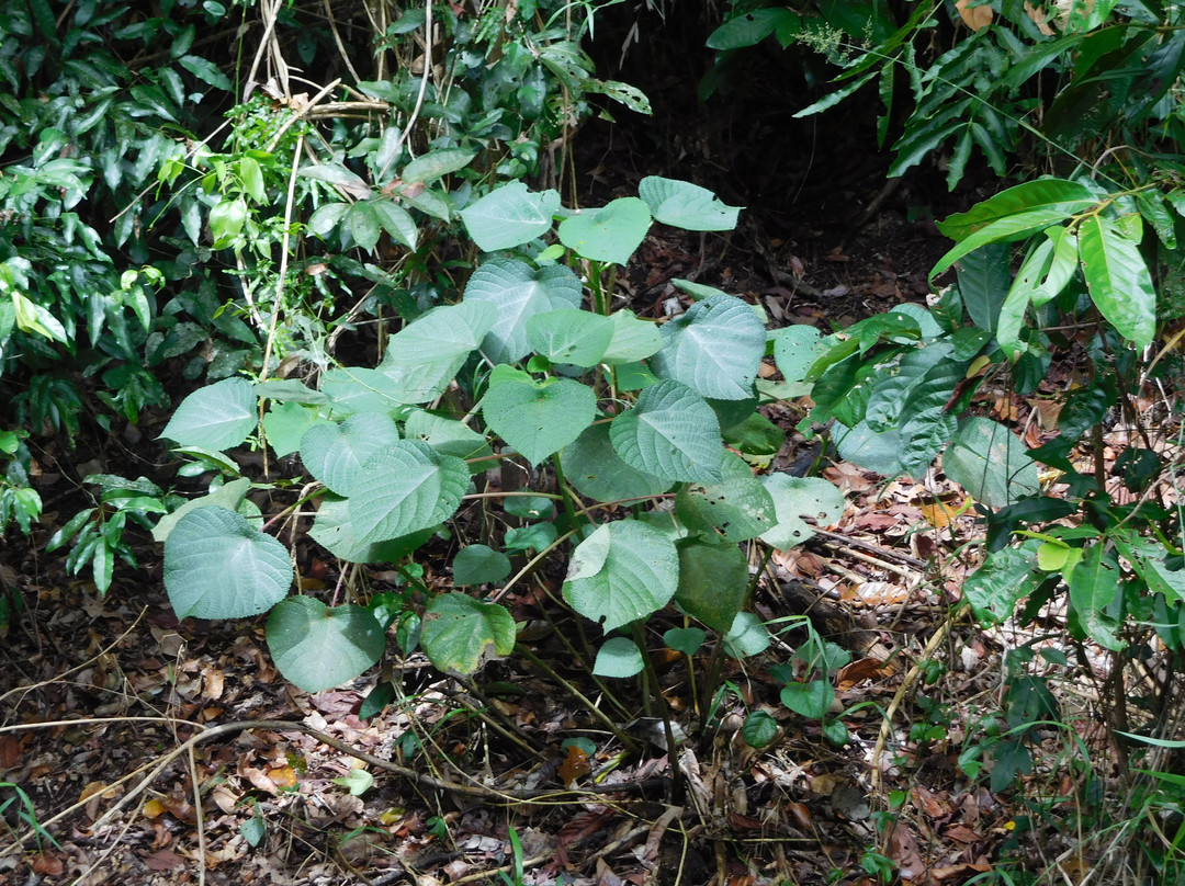 Jindalba Boardwalk-Cow Bay必去景点