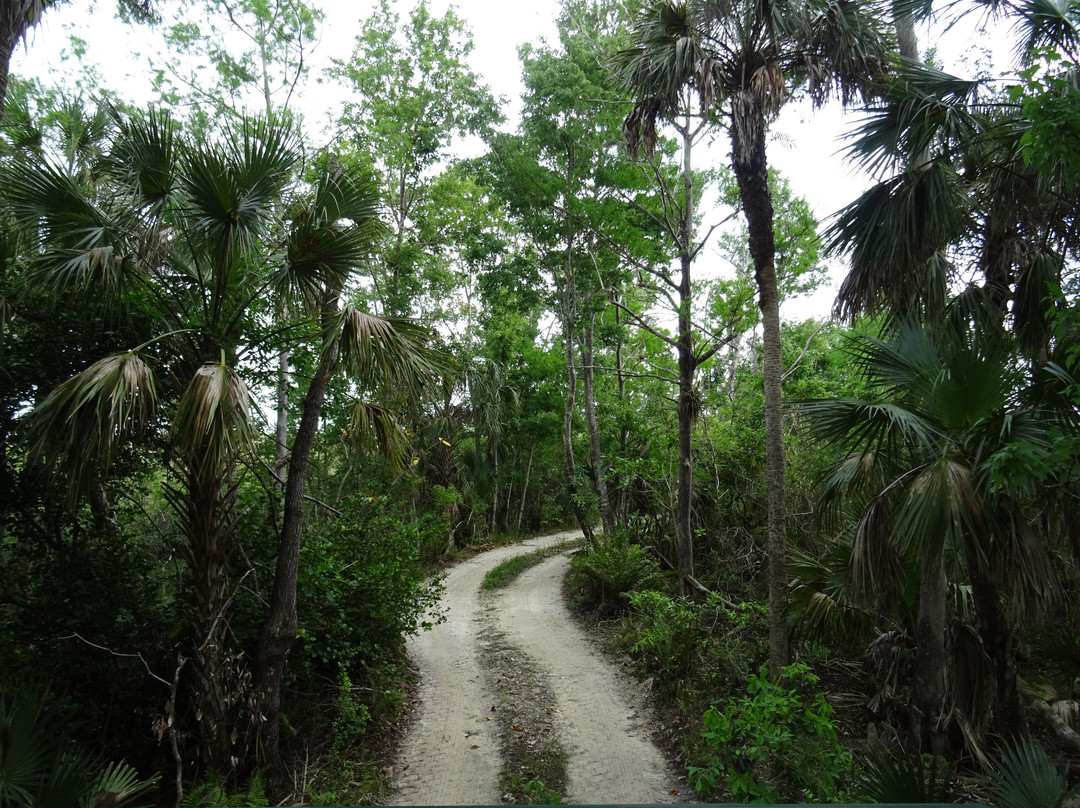 Everglades Swamp Buggy Adventure