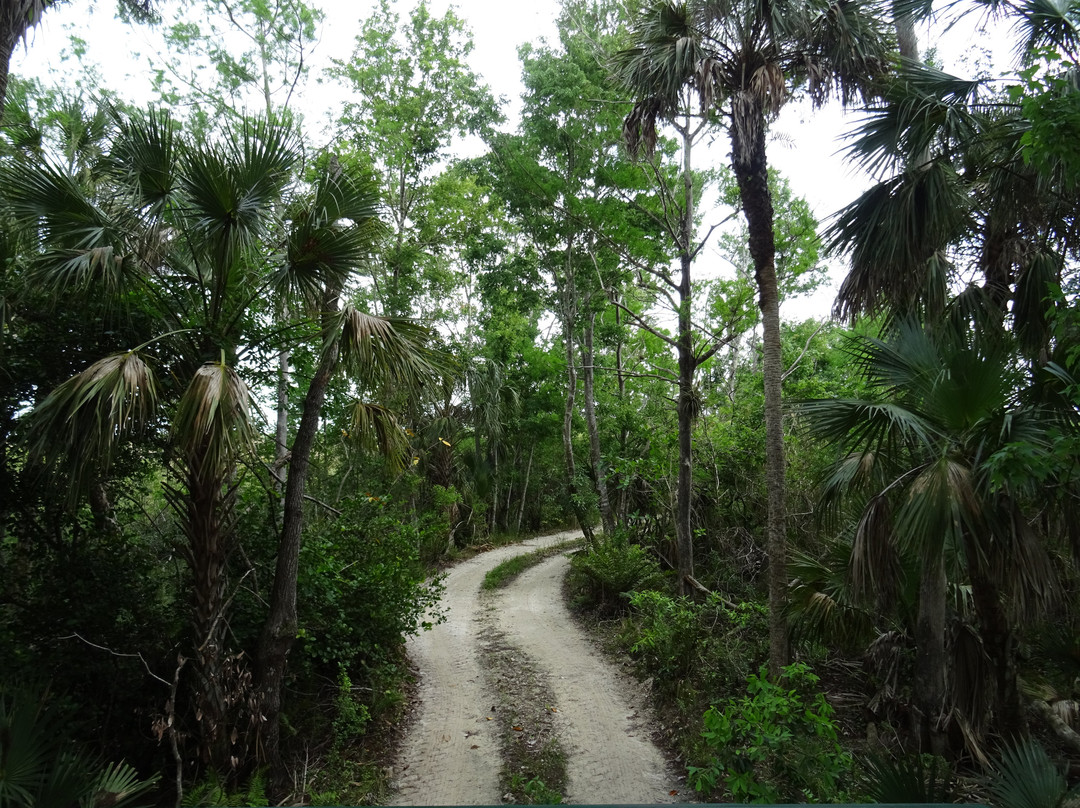 Everglades Swamp Buggy Adventure景点图片
