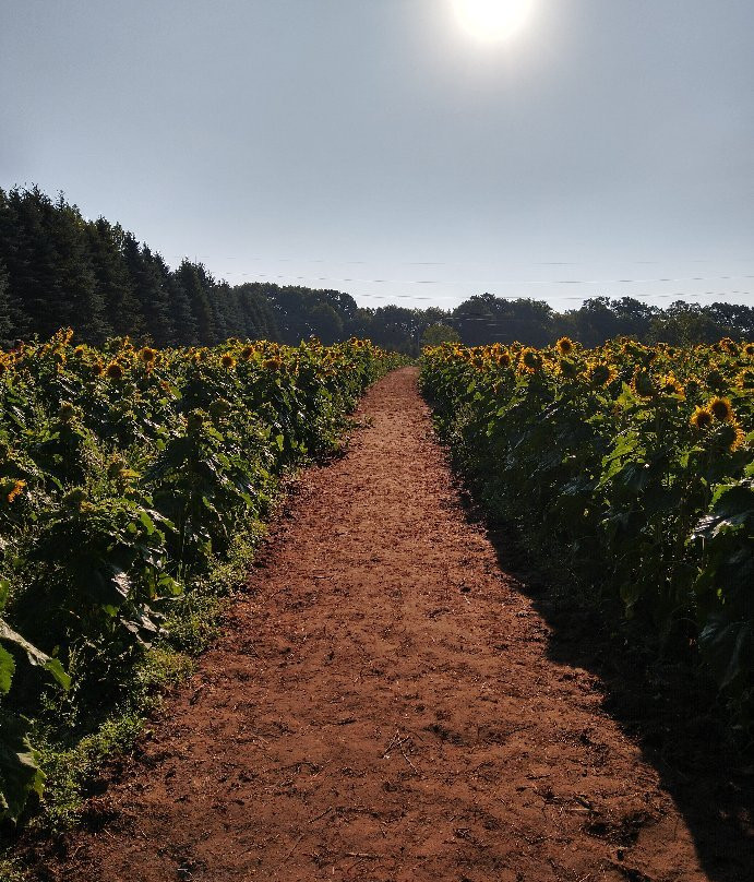 Zimmerman Minnesota Sunflowers景点图片