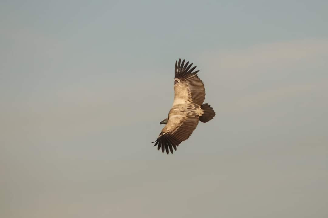 Oribi Vulture Viewing Hide景点图片