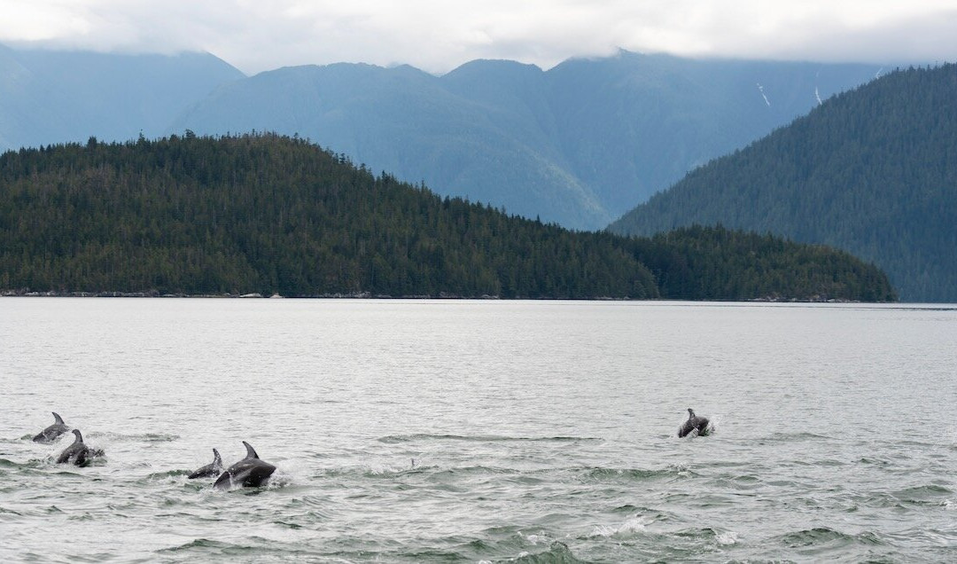 Great Bear Sailing Adventures-Bella Coola必去景点