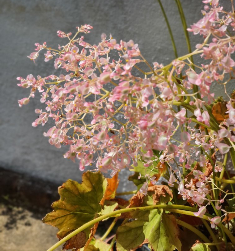 Sitio Sao Roque-Mulungu必去景点