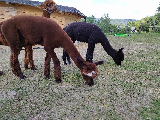 Happy Alpaca-Lachowice必去景点