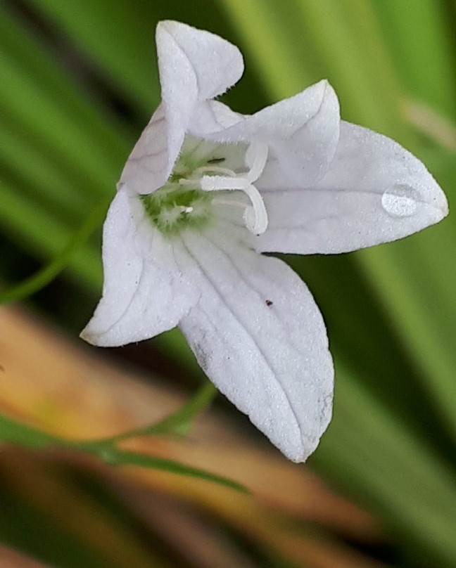 Ominik Marsh Trail-Wasagaming必去景点