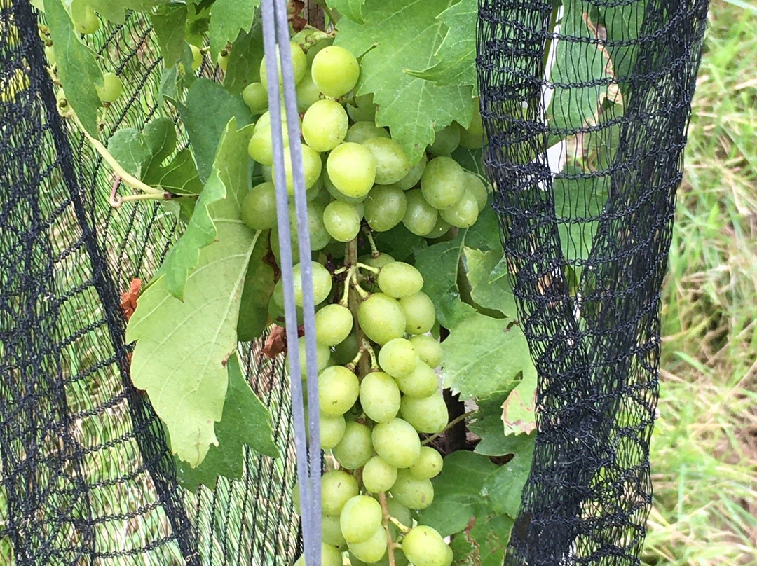 Weingut Masser景点图片