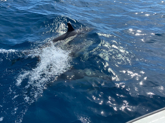 Day Dream-塞新布拉必去景点