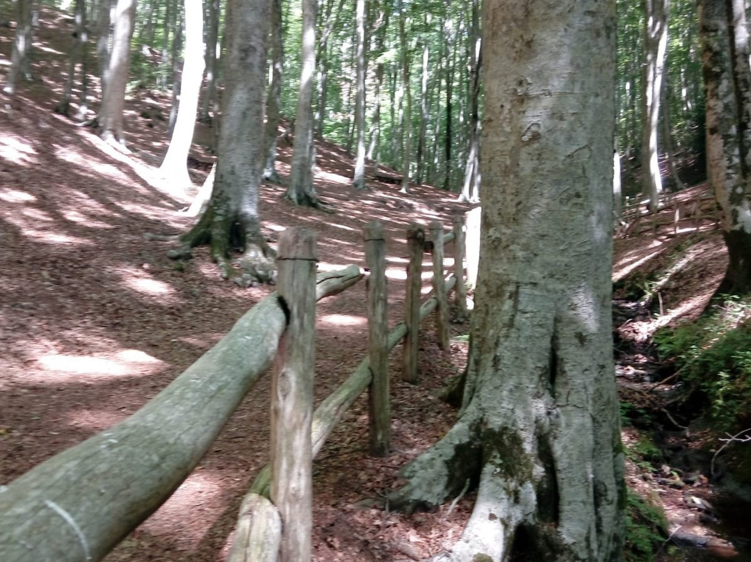 Faggeta di Condrò (with Area Picnic)-Serrastretta必去景点