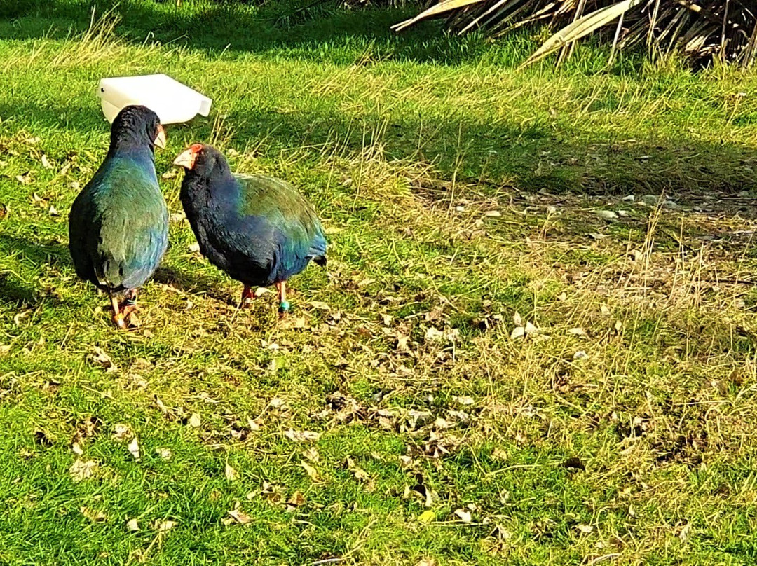Te Anau Bird Sanctuary-蒂阿瑙必去景点