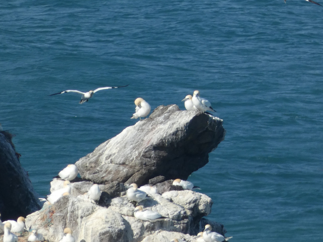 Alderney Wildlife Trust - Seabirds Boat Trip景点图片