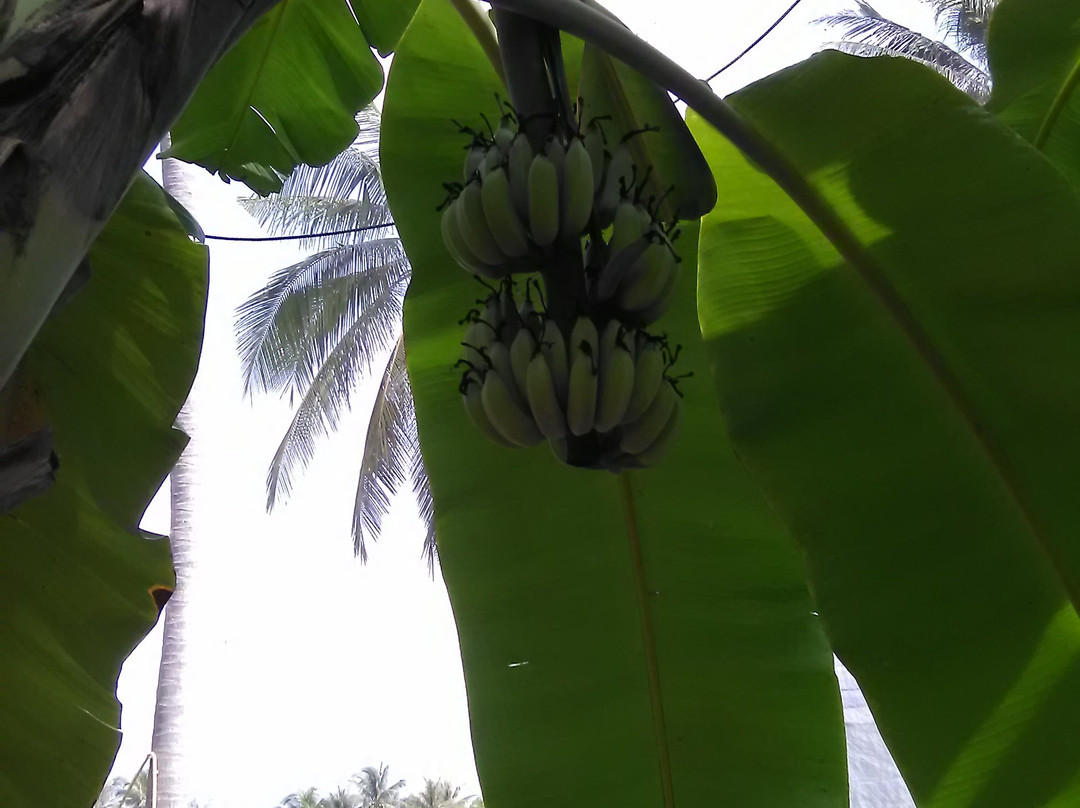 The Butterfly Corner-芭堤雅必去景点