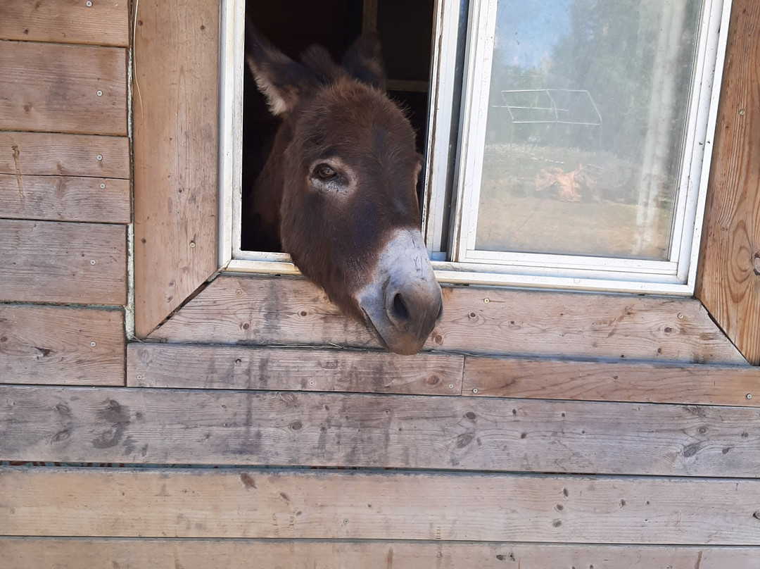 Land O' Lakes Rescue Petting Farm景点图片