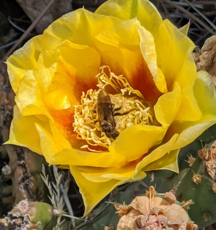 Mogollon Rim-Payson必去景点