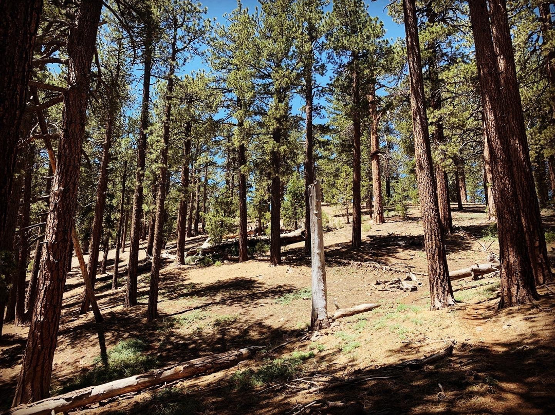 Mt. Pinos-Frazier Park必去景点