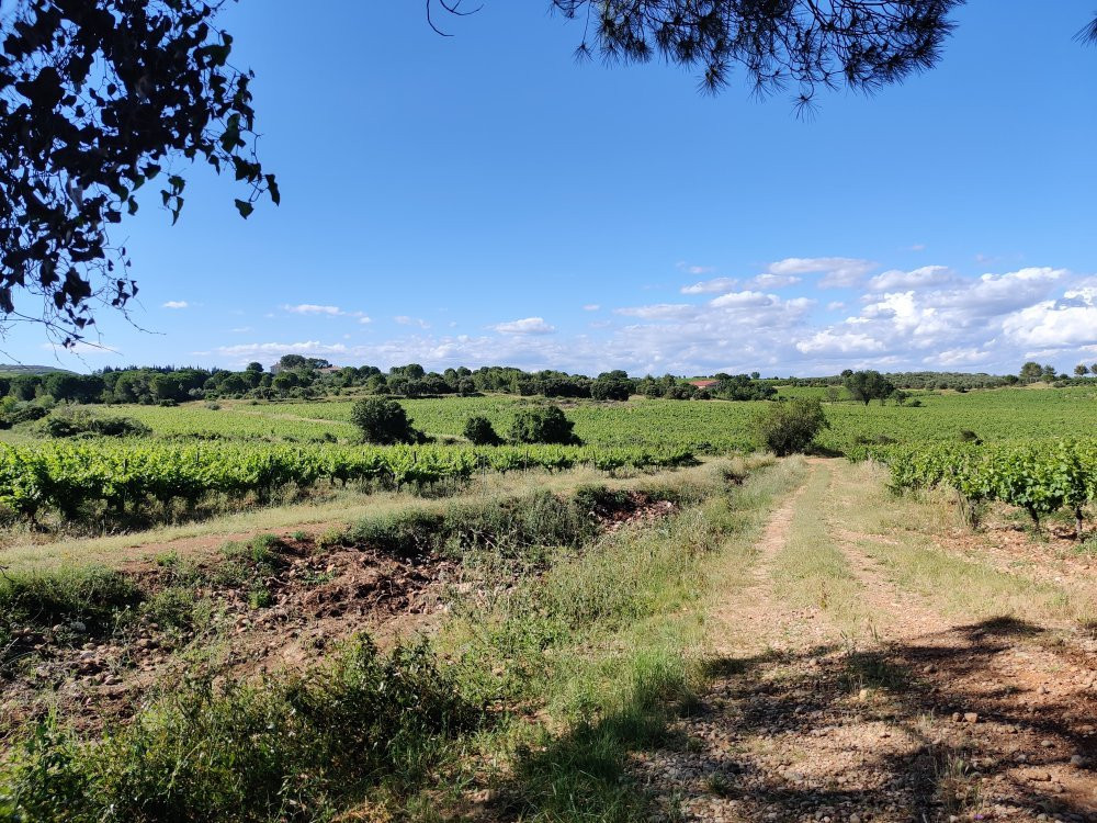 Domaine Saint Jean de l'Arbousier-Castries必去景点