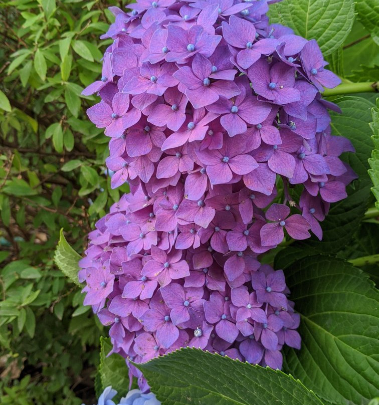 Ichibaike Park-摄津市必去景点