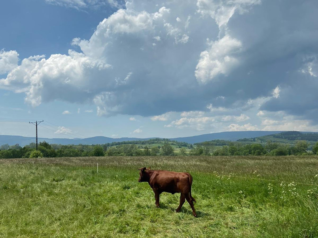 Gościniec Nad Bukówką主图