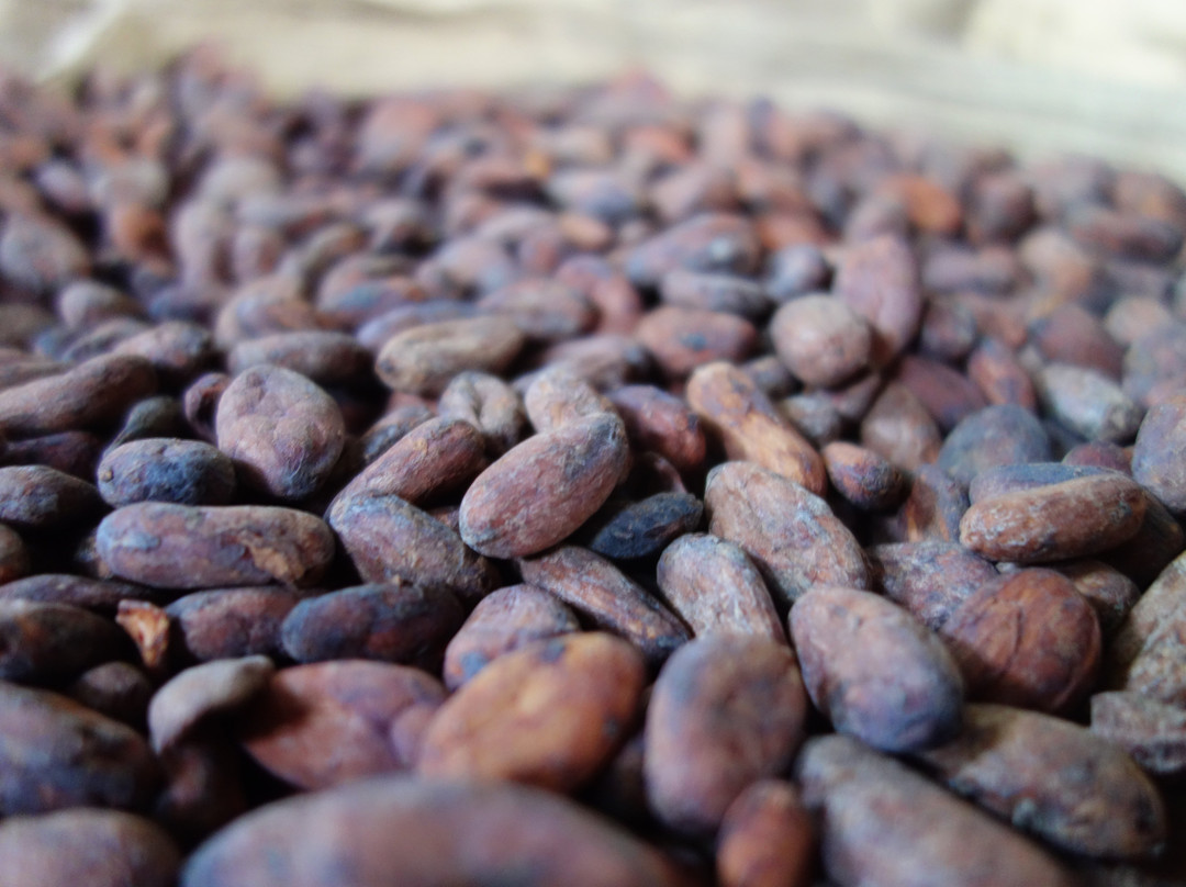 Indi Chocolate-西雅图必去景点